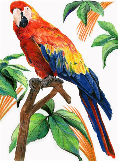 diane wright art journal colored pencil birds