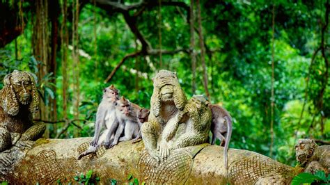 alas kedaton monkey forest  ubud  bali  place  veneration  monkeys