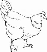 Hen Clipart Chicken Clip Coloring Line Cliparts Transparent Animals Drawing Cute Related Sweetclipart Library Webstockreview Beak sketch template