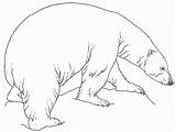 Polar Bear Coloring Pages Ours Realistic Bears Color Coloriage Printable Drawing Kids Dessiner Line Dessin Octave Popular Getcolorings Colorier Getdrawings sketch template