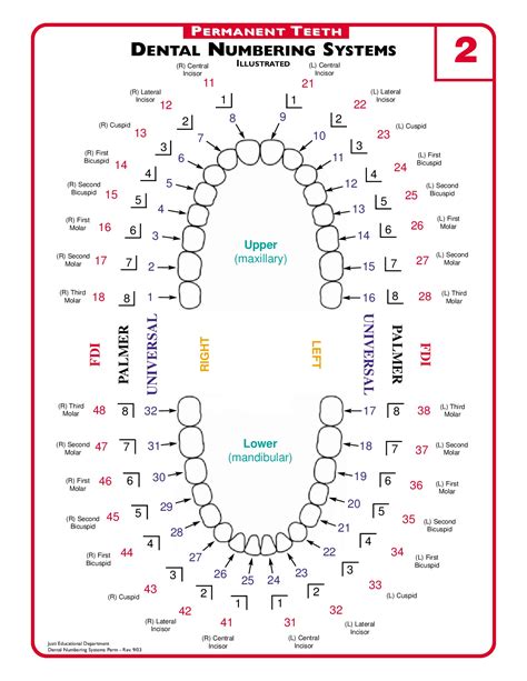 printable tooth numbering chart printable world holiday