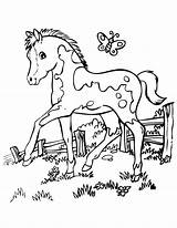 Coloring Pages Getdrawings Stallion sketch template