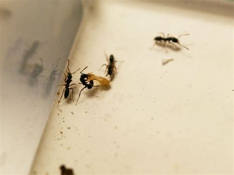 Martinsville Experiences An Invasion Of The Needle Ants News