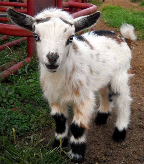 individual record  dreamers farm goats dwarf goats baby goats