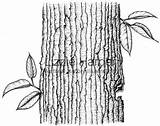 Bark Tree Drawing Getdrawings sketch template