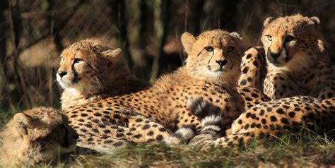 jachtluipaard beekse bergen img big cats animals photo sharing