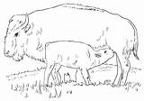 Bison Coloring Pages Print sketch template