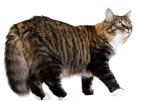 Interesting Information On The Chubby And Cuddly Tabby Cats Cat Appy