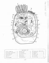 Cell Coloring Animal Plant Drawing Human Simple Cells Golgi Apparatus Pages Diagram Drawings Labels Getdrawings Sheet Printable Worksheet Popular Coloringhome sketch template