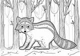 Raccoon Mapache sketch template