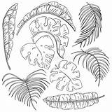 Tropicali Foglie Illustrazione Isolato Disegnati Schizzo Elementi Coprono Isolate sketch template