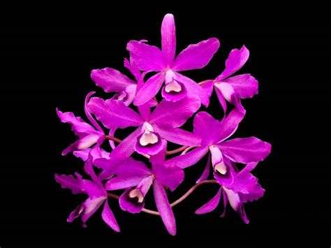 cattleya bowringiana cooperorchids orquidário