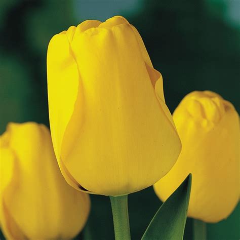 buy darwin hybrid tulip bulbs tulipa golden apeldoorn  delivery  crocus