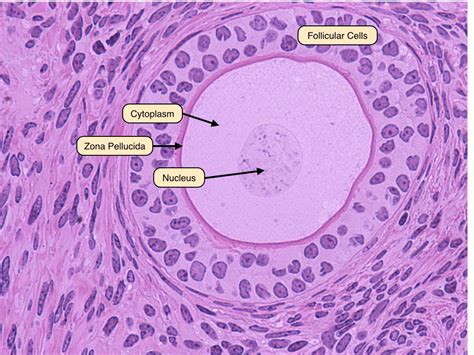 late primary follicle biology medical science reproductive system