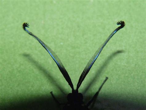 amazing antennae  insects frontline