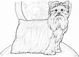 Coloring Dog Pages Catcher Yorkshire Terrier Template sketch template
