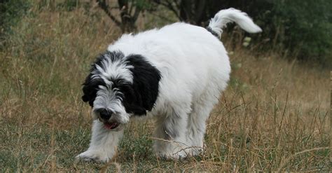 polish lowland sheepdog dog breed ukpets