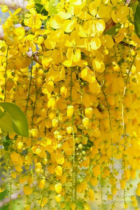 image of cascading golden shower tree flowers cassia fistula from placencia belize by aj