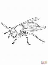 Wasp Yellow Jacket Coloring Pages European Drawing Wespe Printable Ausmalen Supercoloring Color Insects Zum Ausdrucken Kinder Getdrawings Gemerkt Von sketch template