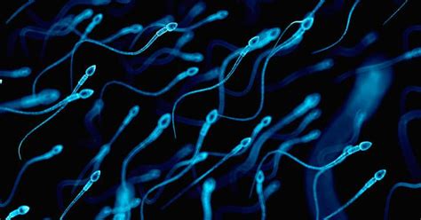 los espermatozoides van con guardaespaldas ciencia el paÍs
