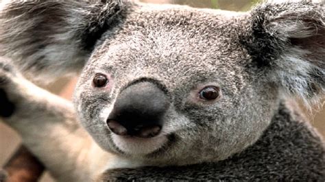 koala bear pictures kids search