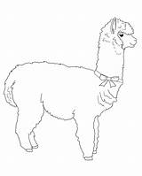Alpaca Lineart Deviantart sketch template