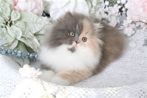 calico persian cat price pics adopt siberian kitten