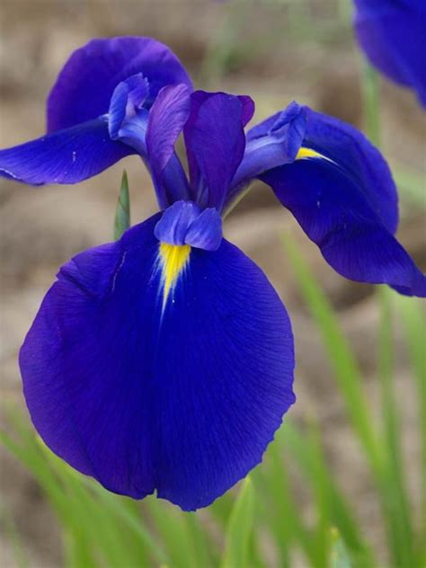 iris maize  blue bluestone perennials