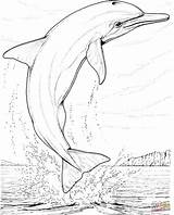 Dolphin Delfines Dauphin Delfin Dessin Delfino Stampare Ausmalbilder Salto Coloriage Disegnare Coloriages Dolfijn Adults Volwassenen Golfinho Colorir sketch template