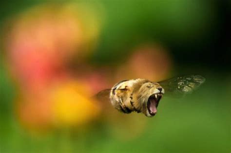 liona bee telegraph
