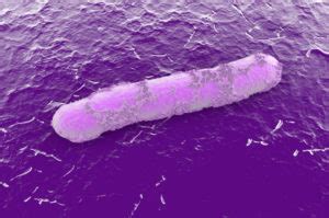 wissenschaftler entdecken gegen antibiotika resistenten salmonellen