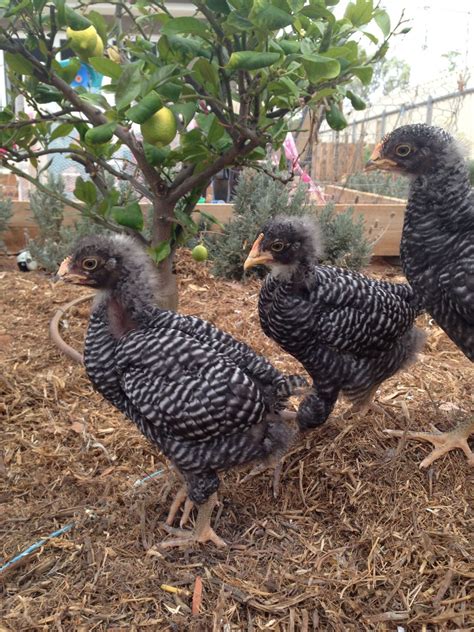 Sight Sexing Barred Plymouth Rock Chicks At Hatch Page 16