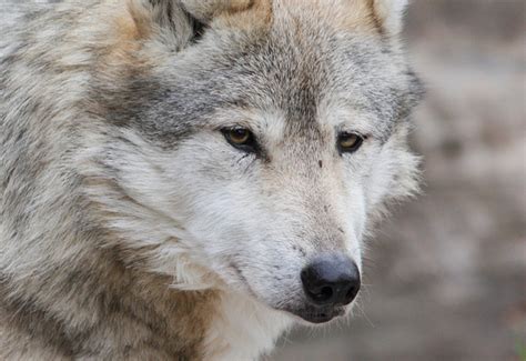 dog breeds    wolves pethelpful