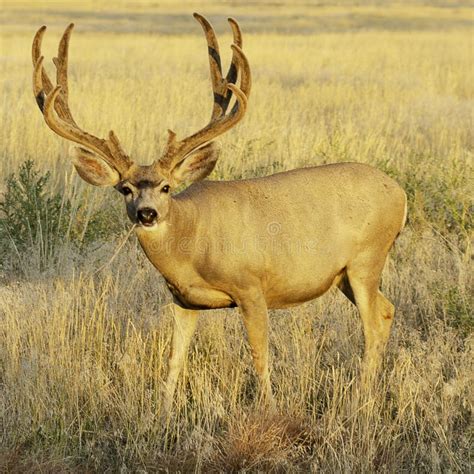 adult male mule deer stock photo image  national