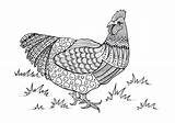 Coloring Chicken Adult Pages Printable Colorful Animal Pdf Adults Intricate Fave Crafts sketch template