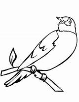 Coloring Burung Robin Gambar Mewarnai Ptaki Kolorowanki Druku Ptica Kolorowanka Ptice Bojanke Ptak Kolorowania Branch Paud sketch template