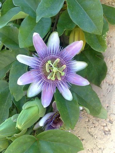 Passion Flower I Spotted This On An Old Wall On A Dusty Li… Flickr