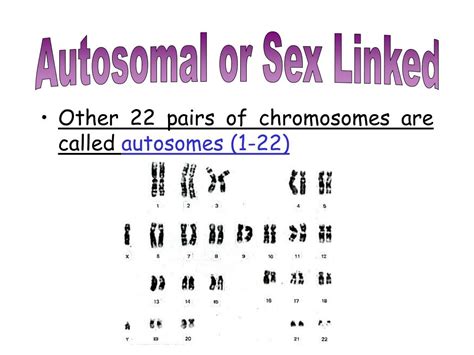 Ppt Humans Have 23 Pairs Of Chromosomes Total Of 46 Powerpoint