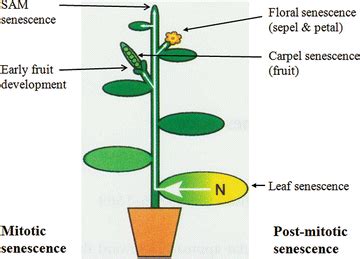 concepts  types  senescence  plants springerlink