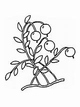 Coloring Cranberry Pages Getcolorings sketch template