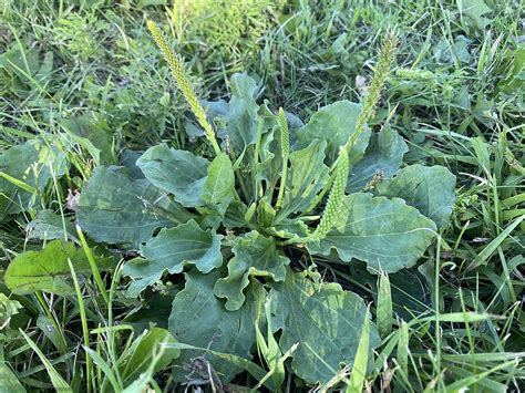 weed  grows  minnesota yards  totally edible