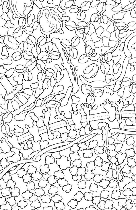 biology coloring book  zsksydny coloring pages