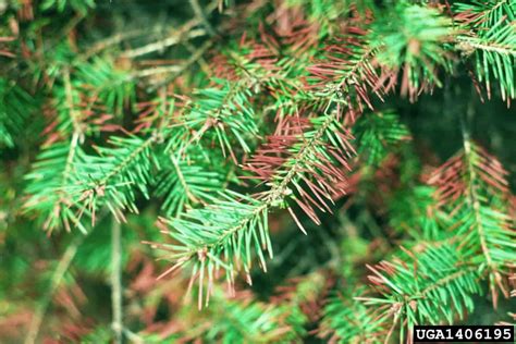 douglas fir dying  turning brown diagnosis  care guide hands  gardening