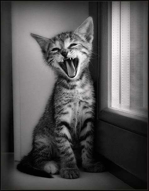 sleepy cat black and white yawn window sleepy