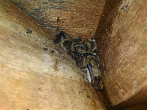 common    bats  nest   attic