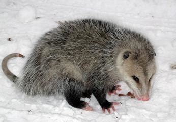 american marsupials zoology  ias ifos