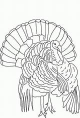 Turkey Coloring Wild Drawing Pages Line Outline Thanksgiving Turkeys Printable Drawings Florida Color Hunting King Wood Body Kids Getdrawings Paintingvalley sketch template