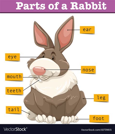 diagram showing parts rabbit royalty  vector image