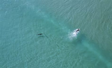 drone footage shows sharks  dangerously close  humans
