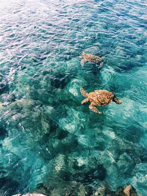 beach boho summer tropical tumblr turtle image